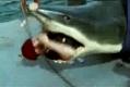 A Man Inside The Shark